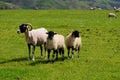 Swaledale Sheep and Lambs, Castlerigg, Lake District, Cumbria, UK Royalty Free Stock Photo