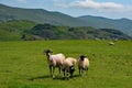 Swaledale Sheep and Lambs, Castlerigg, Lake District, Cumbria, UK Royalty Free Stock Photo