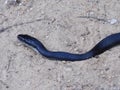 Black rat snake close up