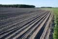 Newly sowed corn field Royalty Free Stock Photo