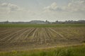 The newly sown corn field