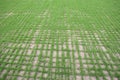 Newly sown grass seed on sports field