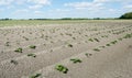 Newly sown potato plantlets in long converging lines