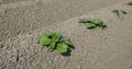 Newly sown potato plantlets in rows from close Royalty Free Stock Photo