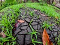 Newly sprouted grass threatened by drought, The plants will soon die.