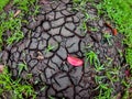 Newly sprouted grass threatened by drought, The plants will soon die.