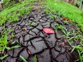 Newly sprouted grass threatened by drought, The plants will soon die.