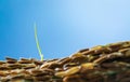 A newly sprouted rice seedling stands among a pile of rice. Royalty Free Stock Photo