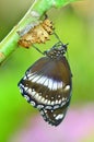 Newly transformed Blue Moon Butterfly Royalty Free Stock Photo