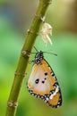 Newly transformed butterfly Royalty Free Stock Photo
