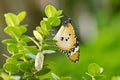 Newly transformed butterfly Royalty Free Stock Photo