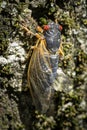 Newly transformed, a 17-year Brood X cicada basks in the warm sunlight.