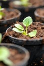 Newly transplanted seedling in a nursery