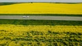 A newlywed couple is driving a convertible retro car on a country straight road for their honeymoon, rear view. Way on spring