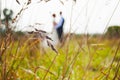 Newlywed couple together at field, in the foreground ears Royalty Free Stock Photo