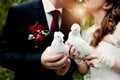 Newlyweds are holding a pair of white pigeons. Wedding Royalty Free Stock Photo