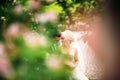 The newlyweds are walking in the park on the wedding day. The bride and groom Enjoying at the wedding day. Sunny weather. Royalty Free Stock Photo