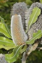 Newnes Plateau Banksia Royalty Free Stock Photo