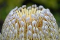 Newnes Plateau Banksia Royalty Free Stock Photo