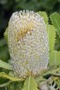 Newnes Plateau Banksia Royalty Free Stock Photo