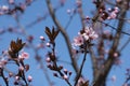 Newport flowering plum tree, pink flowers and brown leaves close up Royalty Free Stock Photo