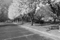 Blooming lane of Dogwood Trees in a parking lot scenario