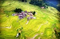 Autumn harvest and joy, golden paddy fields, layered terraces