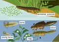 Newt life cycle in pond. Sequence of stages of development of crested newt from egg to adult animal in natural habitat