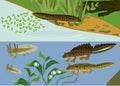 Newt life cycle in pond.