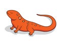 Newt Cartoon Salamander Animals Illustration Royalty Free Stock Photo