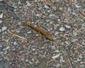 Newt at the Mohonk Preserve in the summer Royalty Free Stock Photo