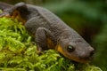 Newt and Moss Royalty Free Stock Photo