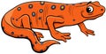 newt salamander animal character cartoon illustration