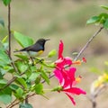 Newton`s sunbird, bird