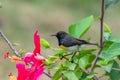 Newton`s sunbird, bird Royalty Free Stock Photo