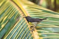 Newton`s sunbird, bird in Sao Tome