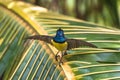 Newton`s sunbird, bird in Sao Tome Royalty Free Stock Photo