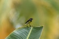 Newton`s sunbird, bird in Sao Tome