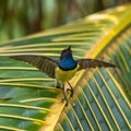 Newton`s sunbird, male, bird Royalty Free Stock Photo