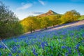 Bluebell Slope and Roseberry Topping Royalty Free Stock Photo