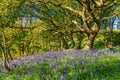 Bluebells in Newton Wood Royalty Free Stock Photo