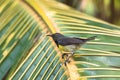 Newton's sunbird, beautiful bird in Sao Tome Royalty Free Stock Photo