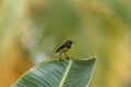 Newton's sunbird, male, beautiful bird Royalty Free Stock Photo