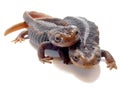 Newts Royalty Free Stock Photo