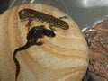 Newts in my garden pond. Royalty Free Stock Photo