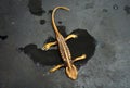 Newt Tylototriton phukhaensis on black background. Royalty Free Stock Photo