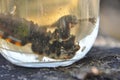 Newts trapped in a jar. Observation of the tailed amphibians. Swimming in fresh water