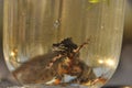 Newts trapped in a jar. Observation of the tailed amphibians. Swimming in fresh water