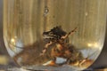 Newts trapped in a jar. Observation of the tailed amphibians. Swimming in fresh water