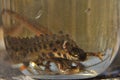 Newts trapped in a jar. Observation of the tailed amphibians. Swimming in fresh water